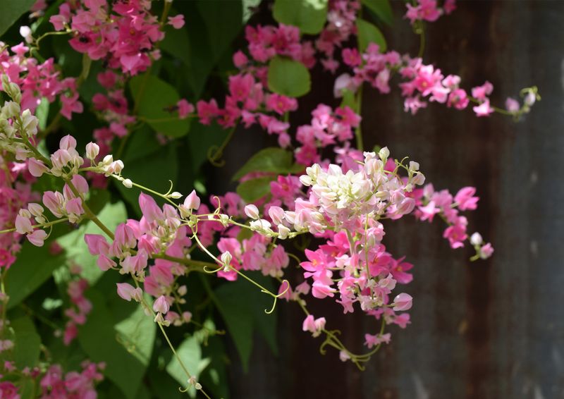 Coral Vine