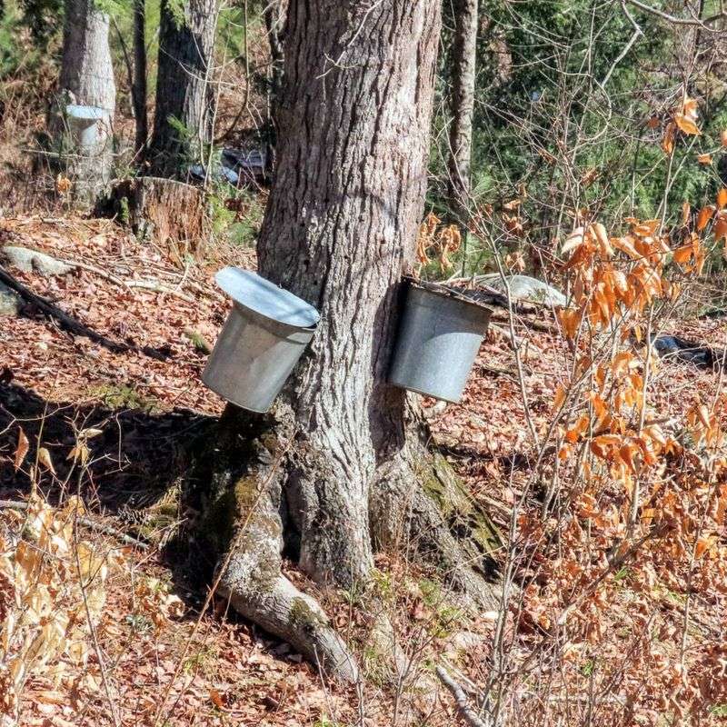 Sticky Sap Remover