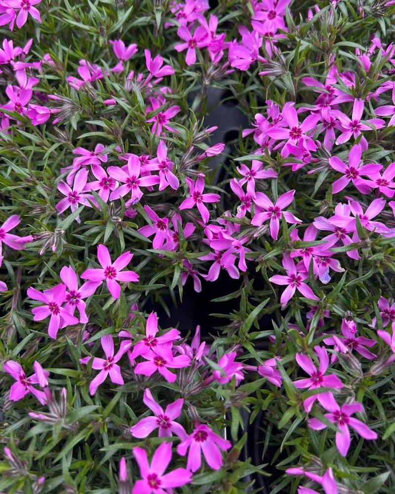 Creeping Phlox: Spring Color Explosion
