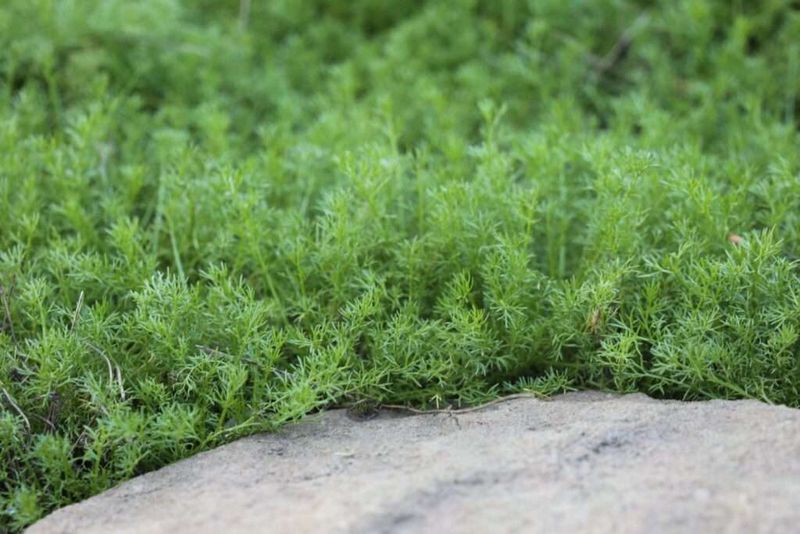 Roman Chamomile