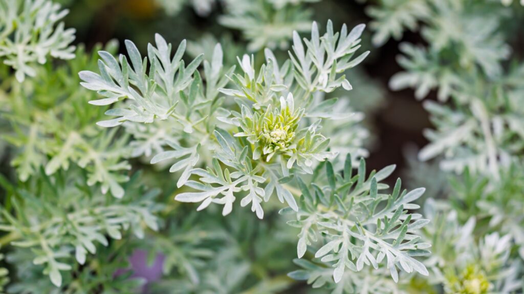 wormwood