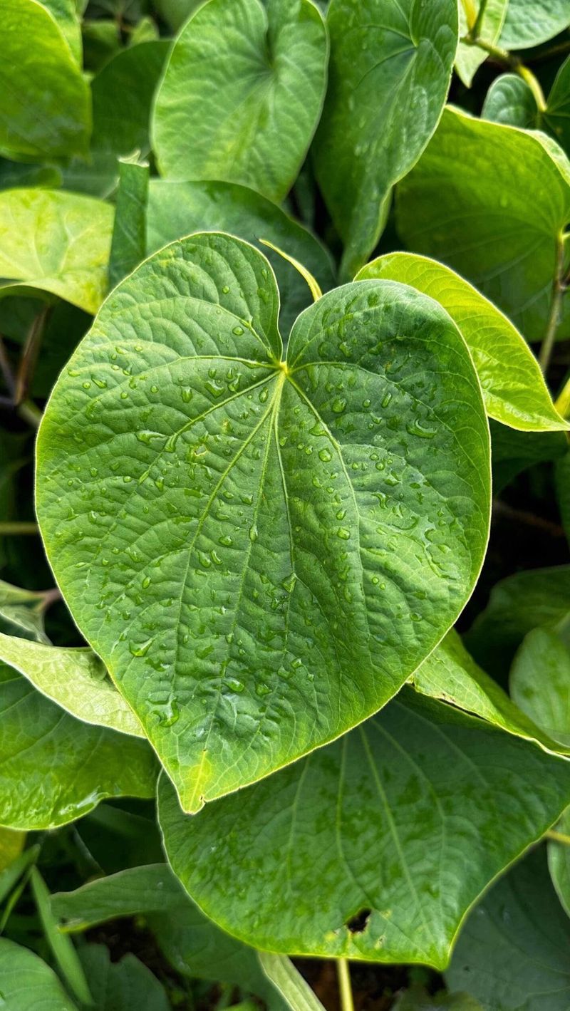 Kava