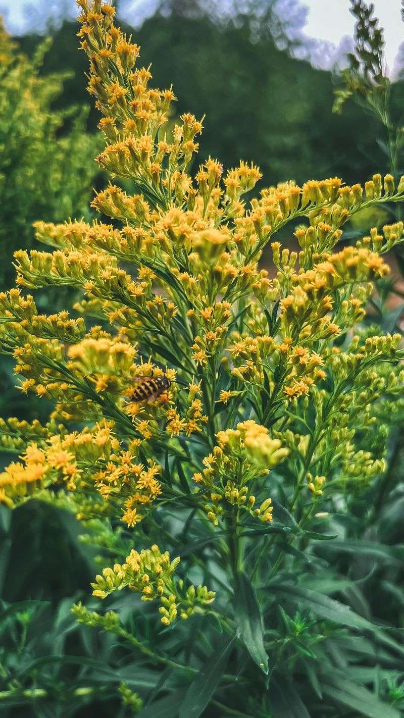 Goldenrod