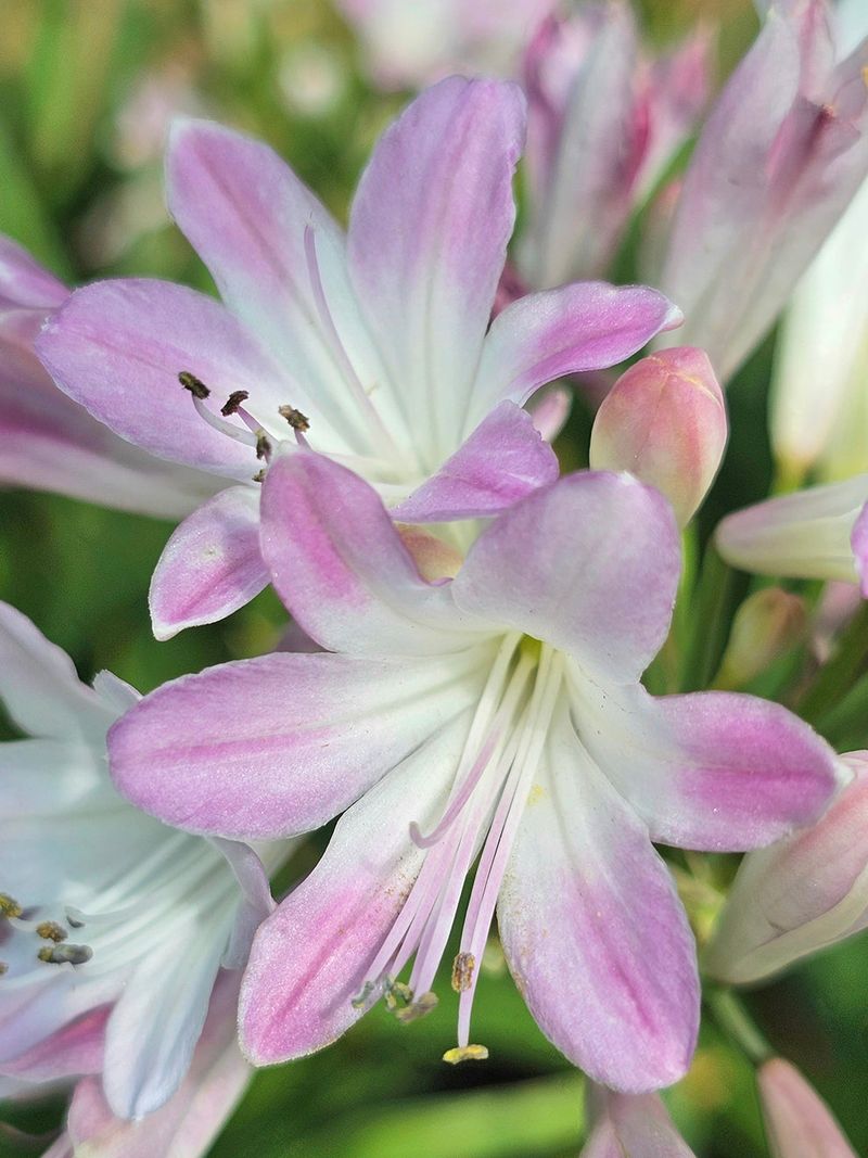 Pink Agapanthus