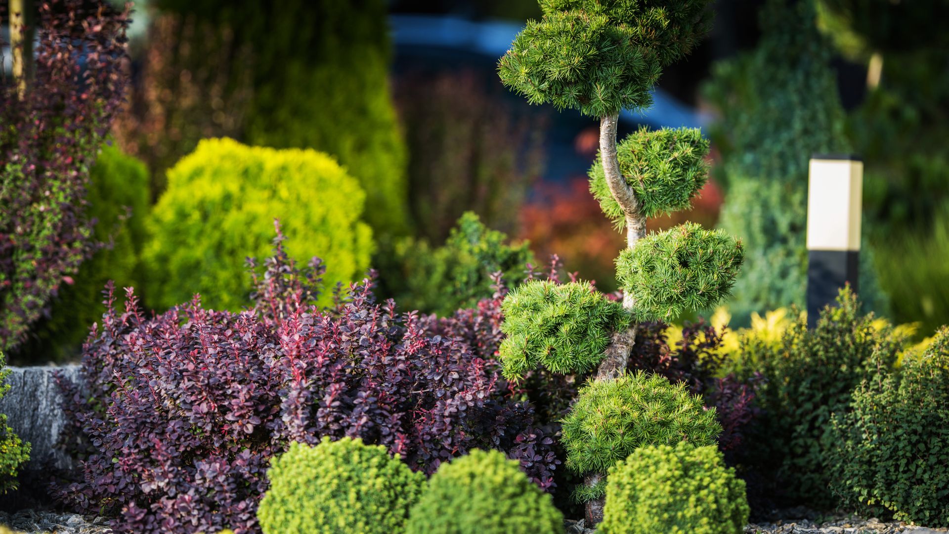 shrubs