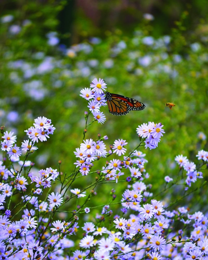 Limited Blooming Seasons