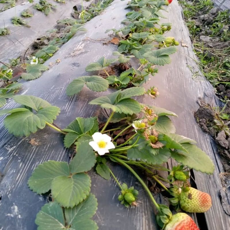 Nutrient Deficiencies