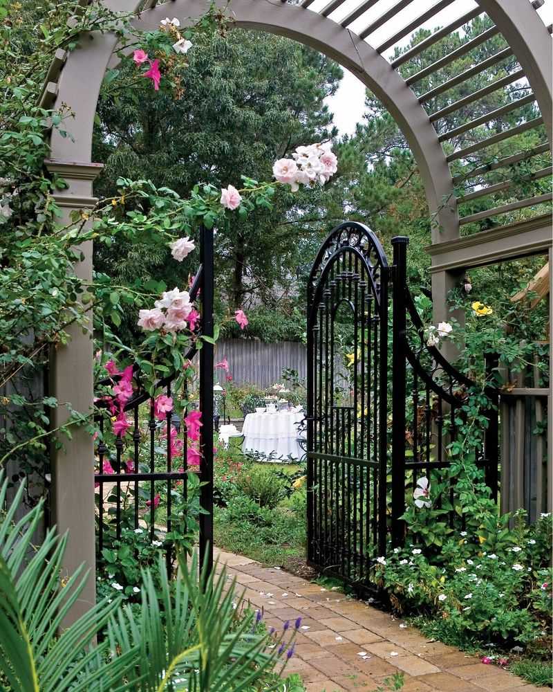 Climbing Roses