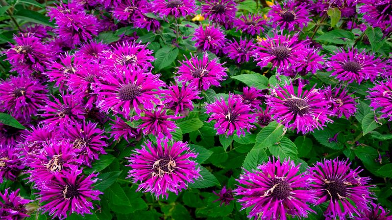 Bee Balm (Monarda)