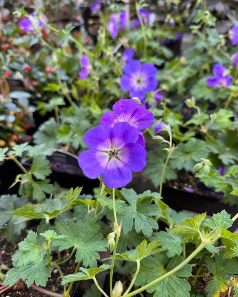 Hardy Geranium 'Rozanne'