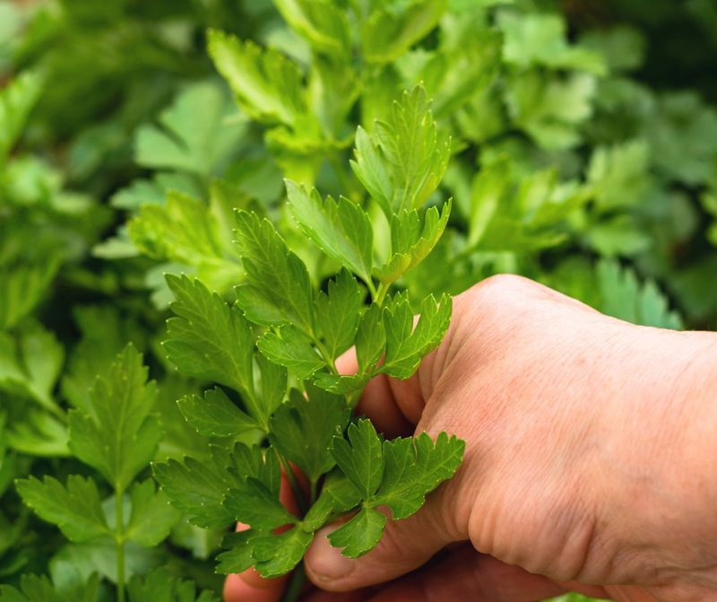 Parsley