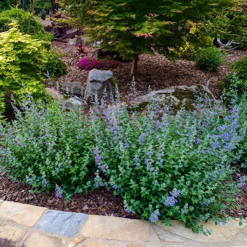 Catmint