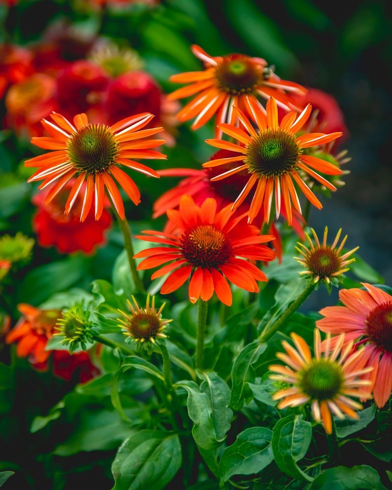 Coneflowers