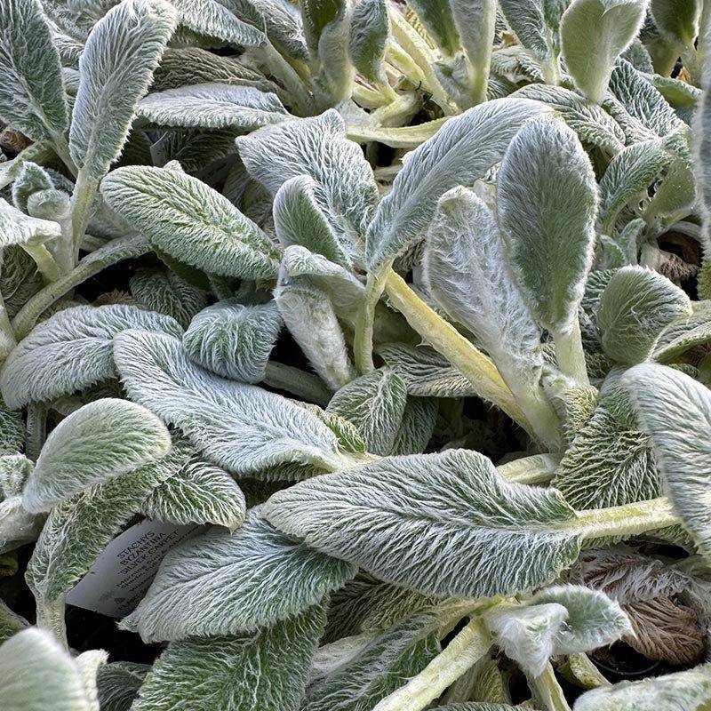 Lamb's Ears: Surprisingly Vulnerable to Weed Pressure