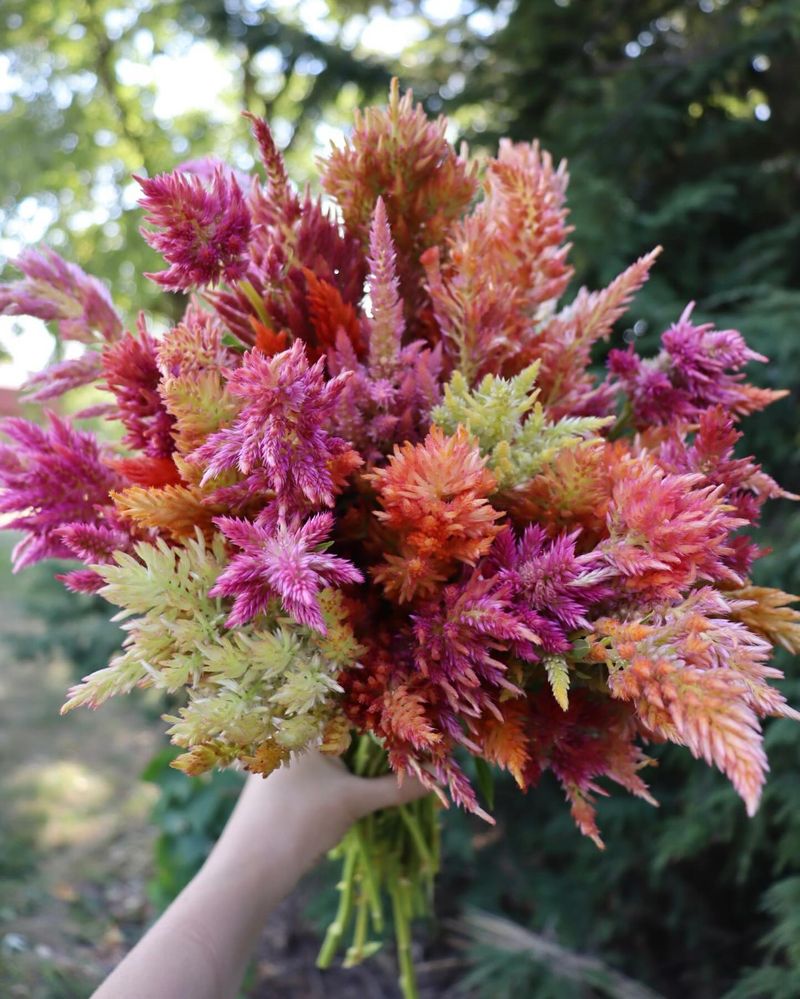 Celosia