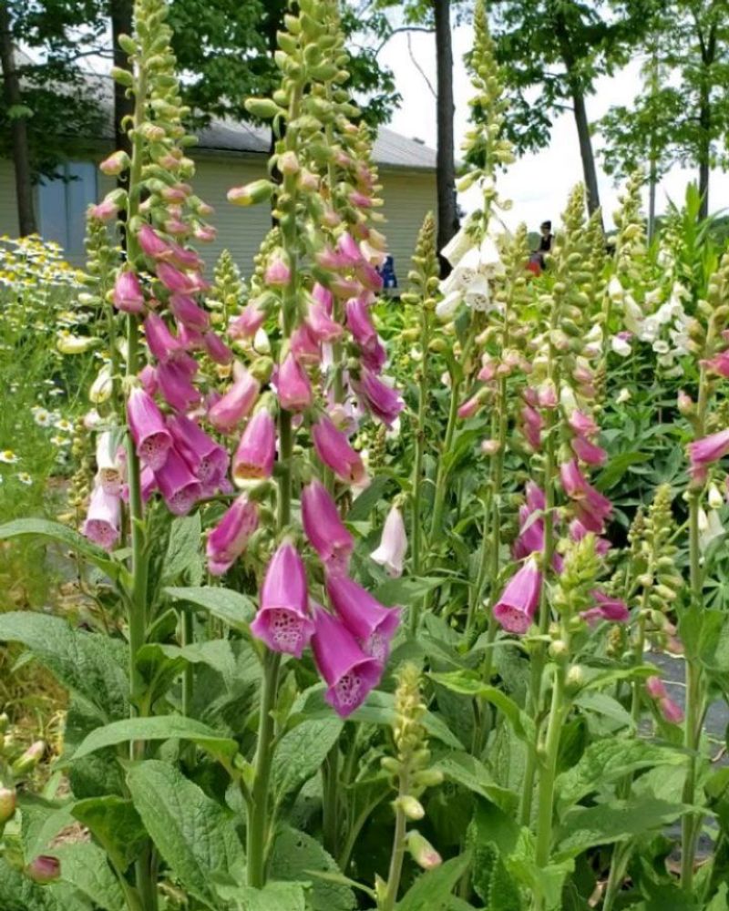 Foxgloves
