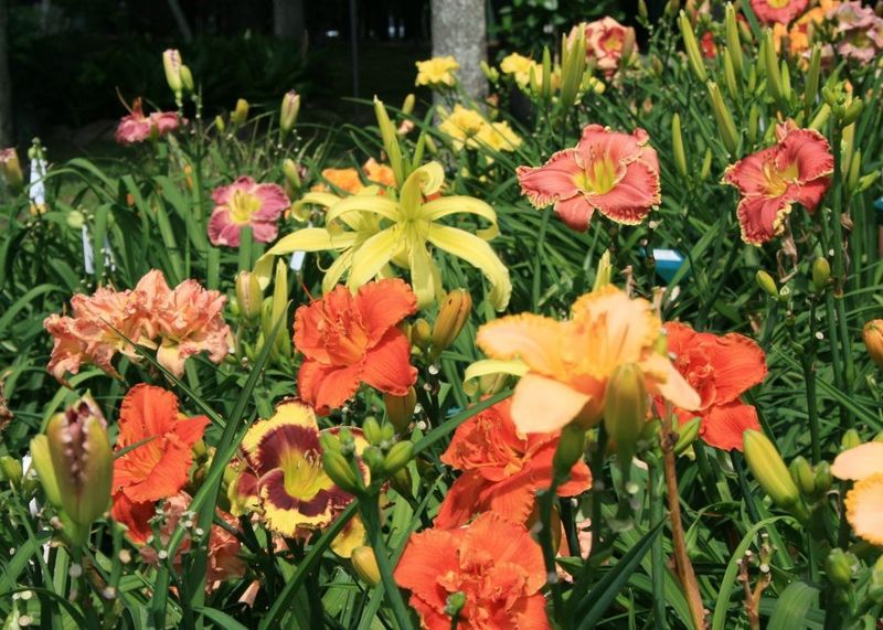Ice Plant: A Colorful Groundcover That Loves The Sun