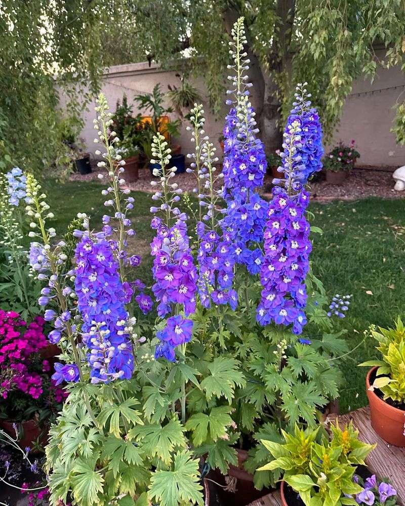 Delphinium