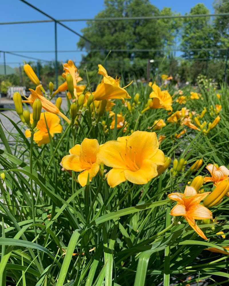 Daylily (Hemerocallis)