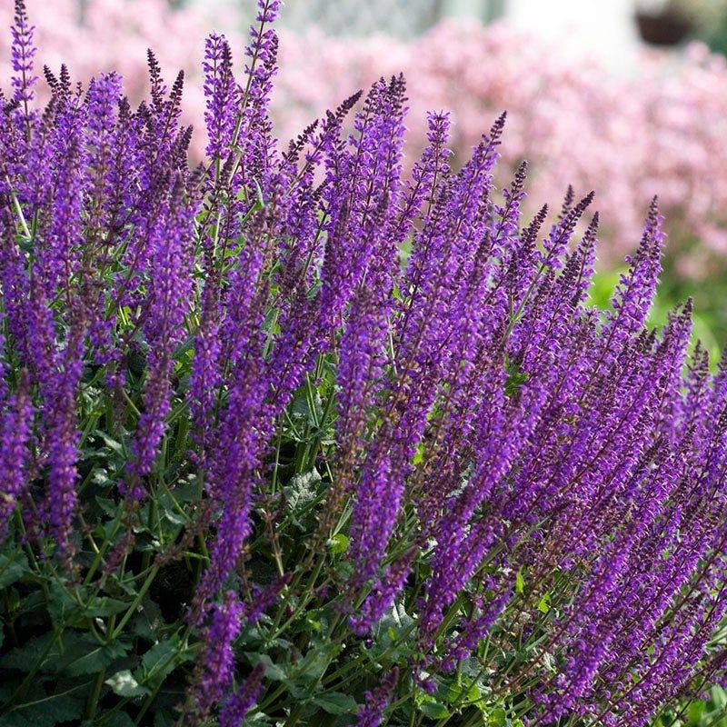 Meadow Sage (Salvia nemorosa)