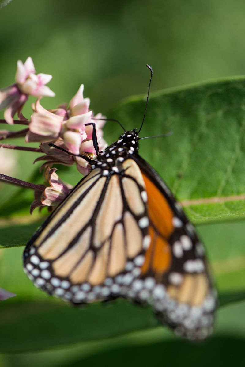 Milkweed: Monarch Butterfly's Essential Host Plant