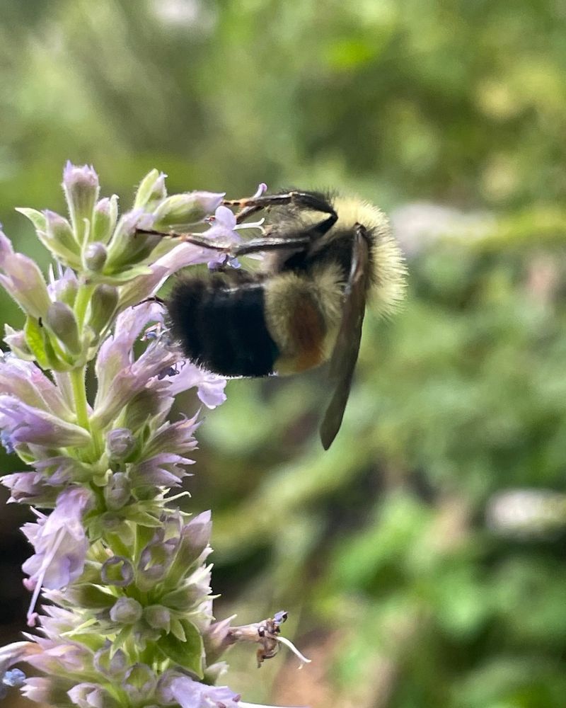 Anise Hyssop: Licorice-Scented Bee Magnet
