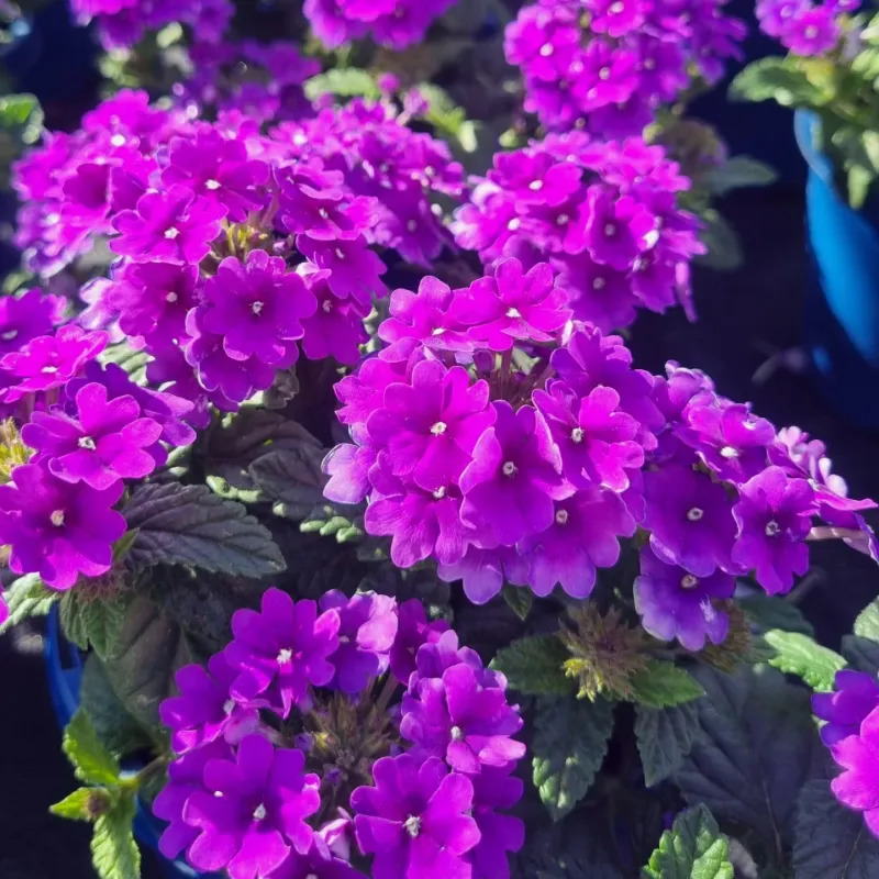 Verbena: Non-Stop Sun Bloomer