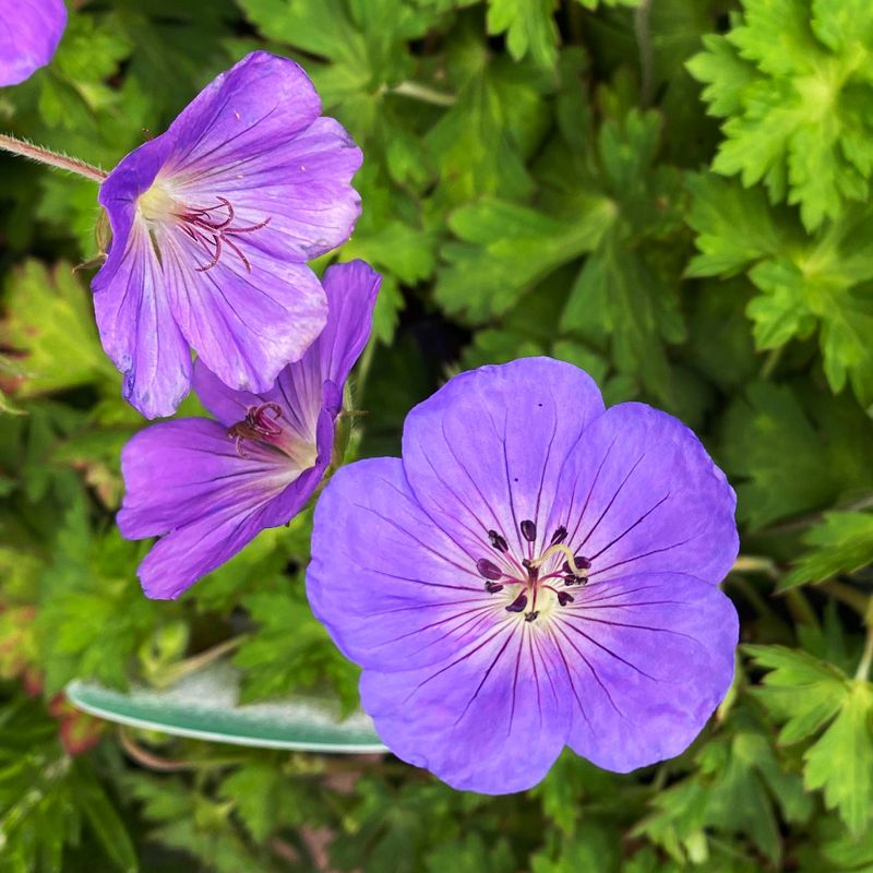Alternative: Geranium 'Rozanne' - The True Marathon Bloomer