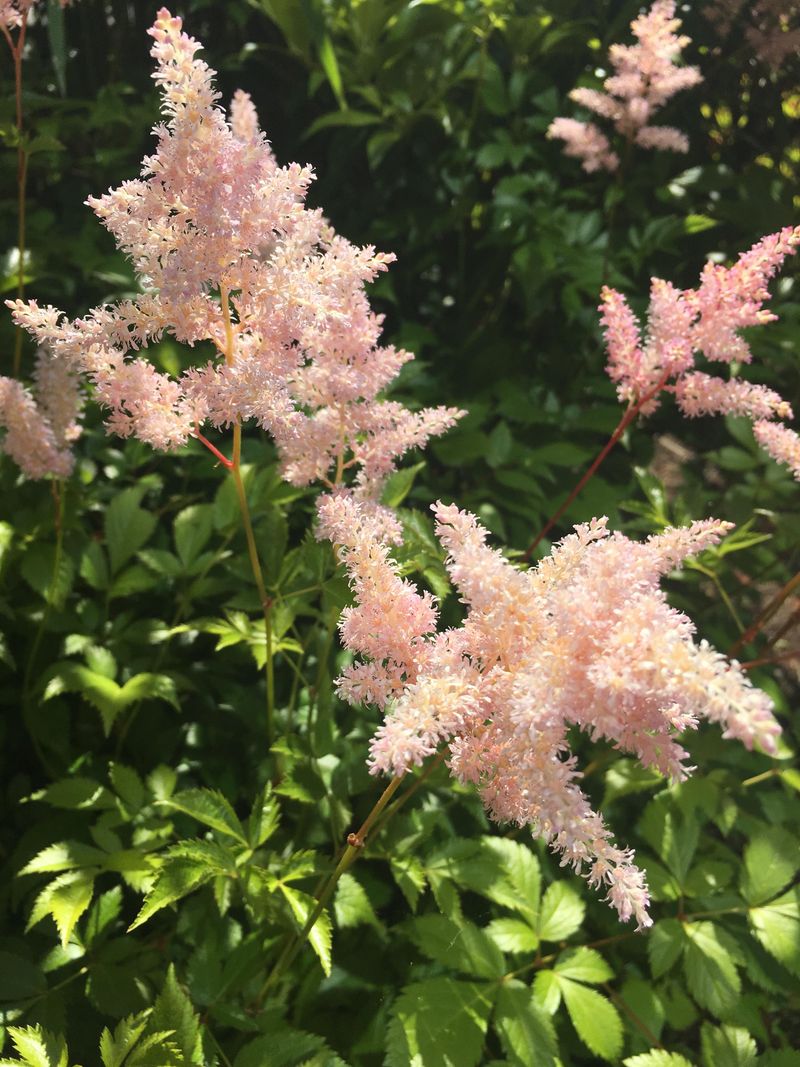 Astilbe: Feathery Plumes for Damp Spots