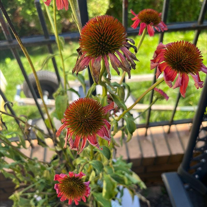 Coneflower's Container Complaints