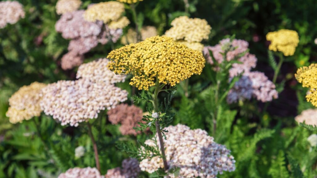 blooming yarrow in garden