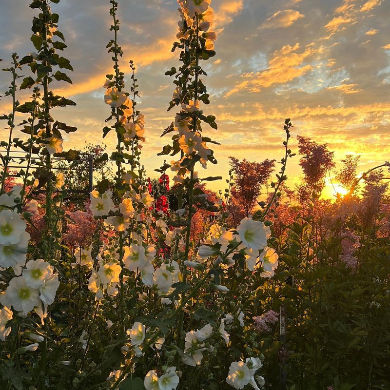 Hollyhock
