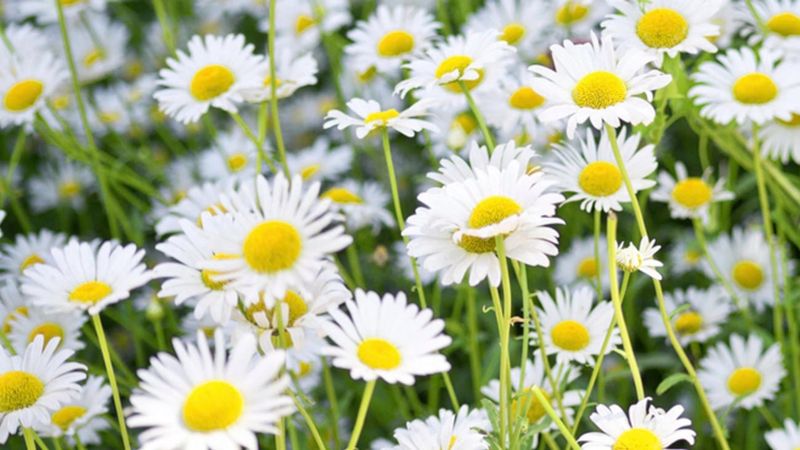 Allergy-Friendly Option