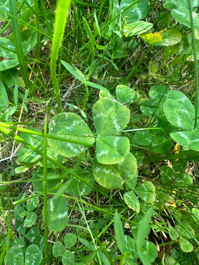 Clover Lawn: The Fickle Performer