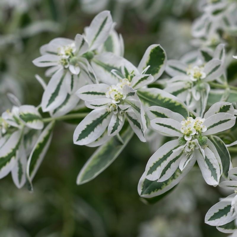 Snow-on-the-Mountain
