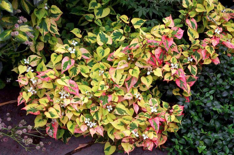Chameleon Plant: The Color-Changing Nightmare