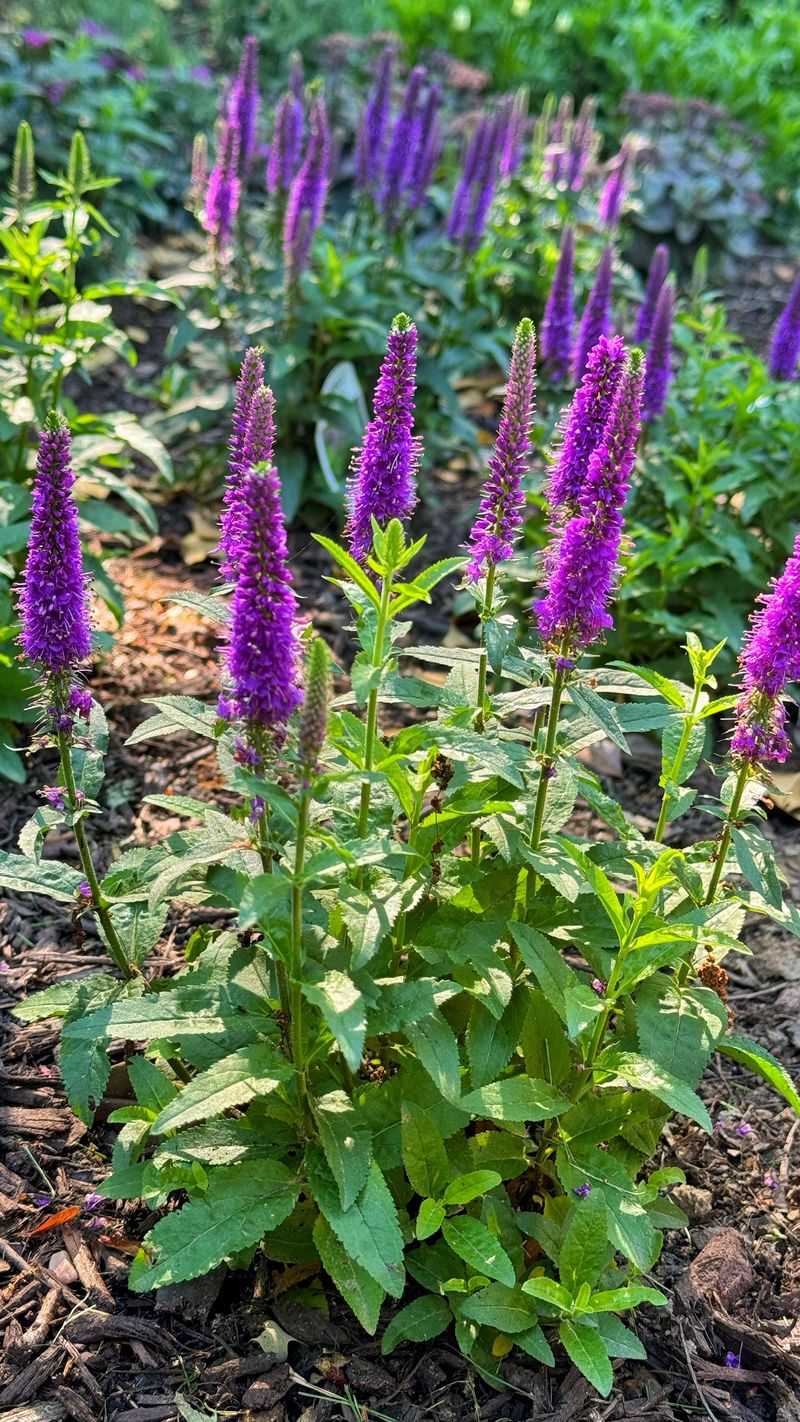 Purple Loosestrife