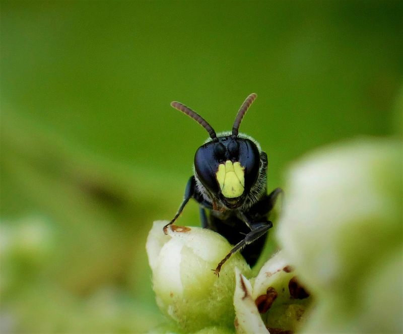 Hawaiian Yellow-Faced Bee