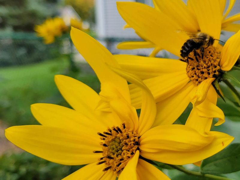 Jerusalem Artichoke