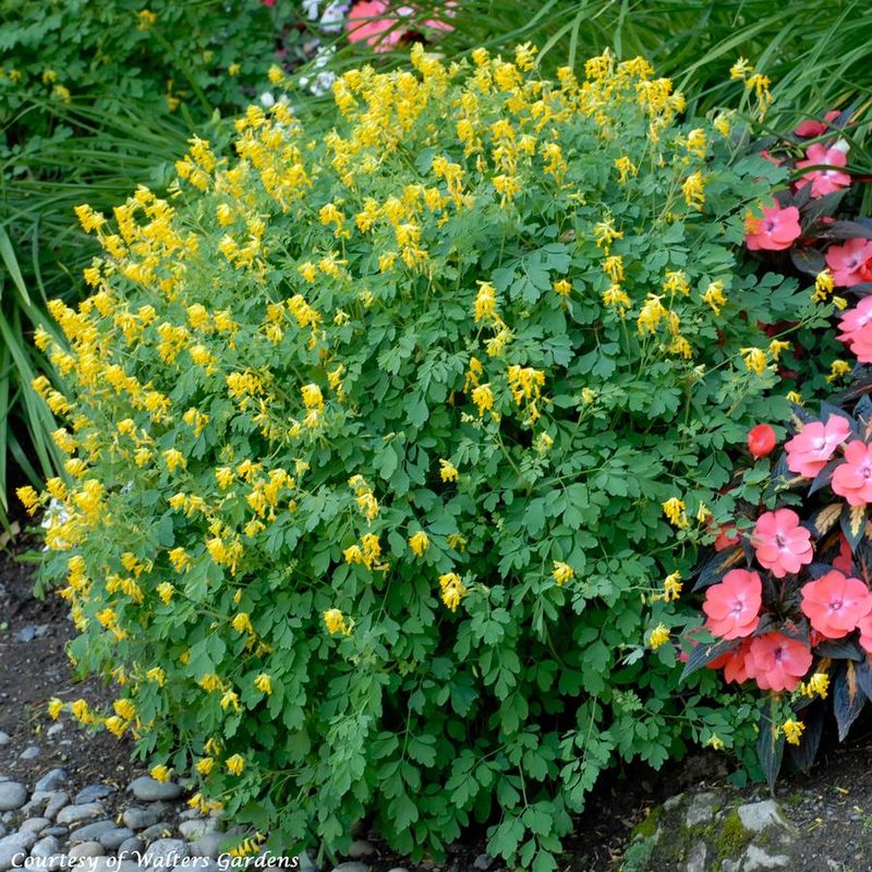 Yellow Fumitory (Corydalis lutea)