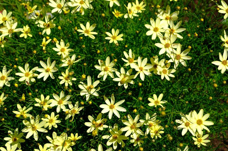 Coreopsis 'Moonbeam'