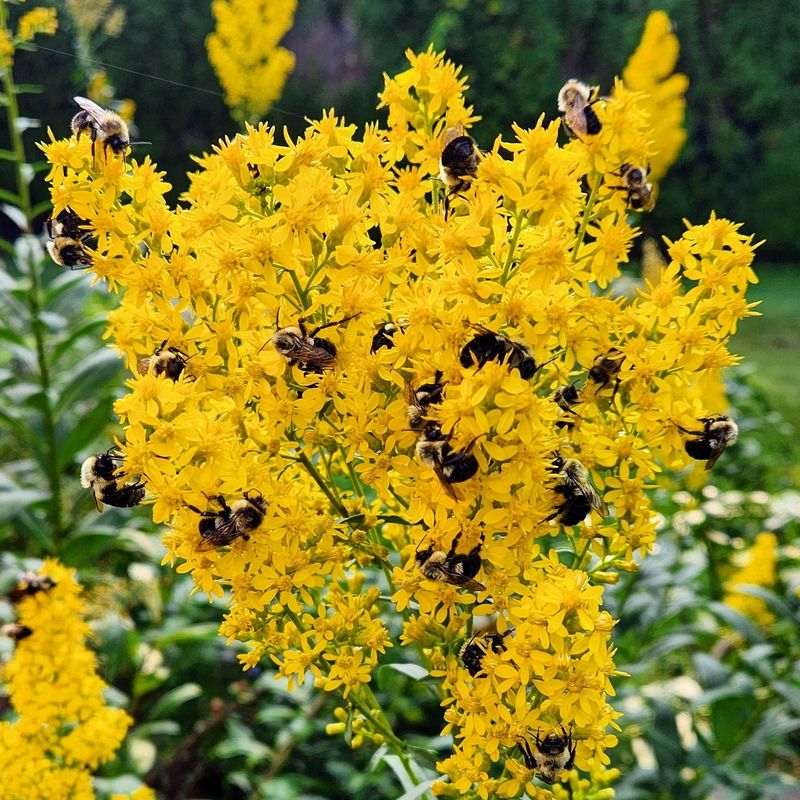 Goldenrod