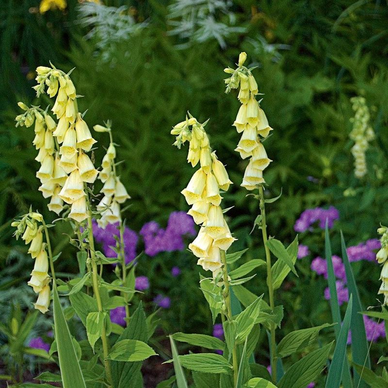 Yellow Foxglove (Digitalis grandiflora)