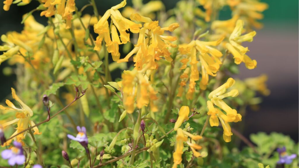 yellow corydalis