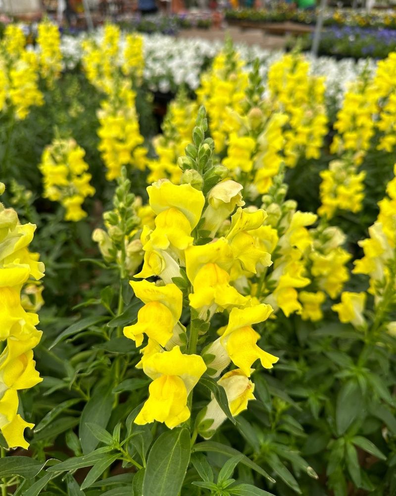 Snapdragons