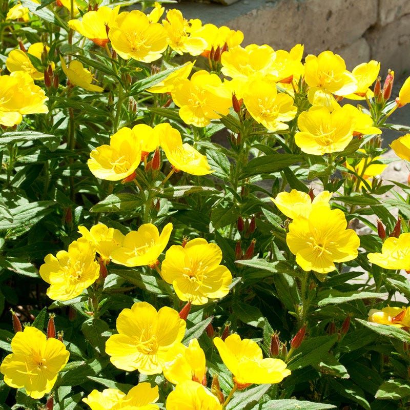 Yellow Evening Primrose (Oenothera fruticosa)