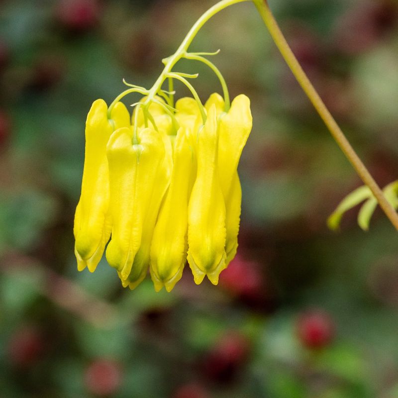 Yellow Bleeding Heart (Dicentra scandens)