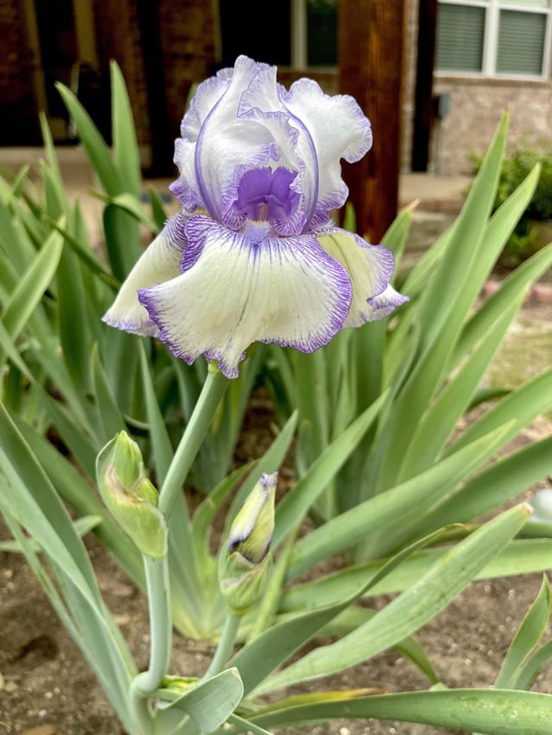 Bearded Iris 'Hemstitched'