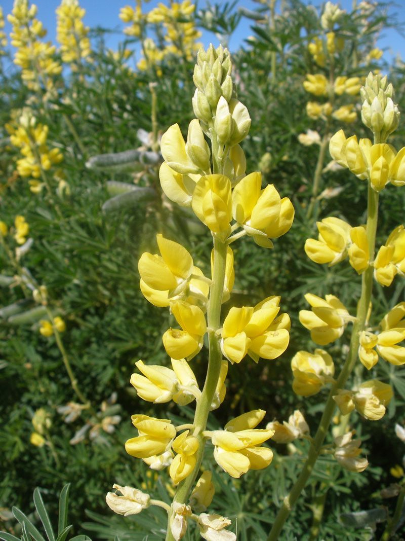 Yellow Lupine (Lupinus arboreus)