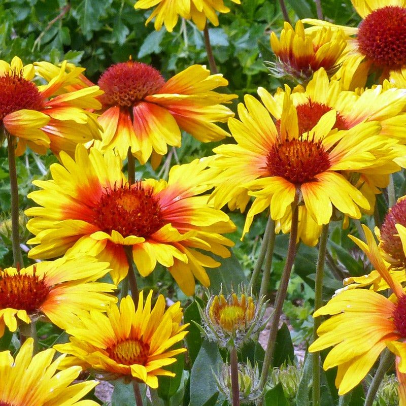 Yellow Gaillardia (Gaillardia aristata)